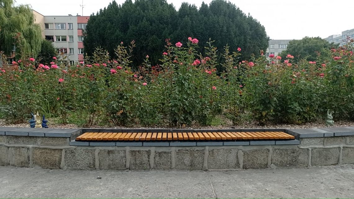 Zakończono renowację kamiennego obramowania różanecznika na placu Staszica