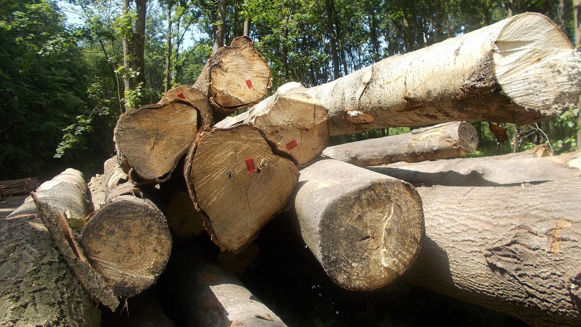 Zmiana organizacji ruchu na wycinkę drzew pod wschodnią obwodnicę Oleśnicy