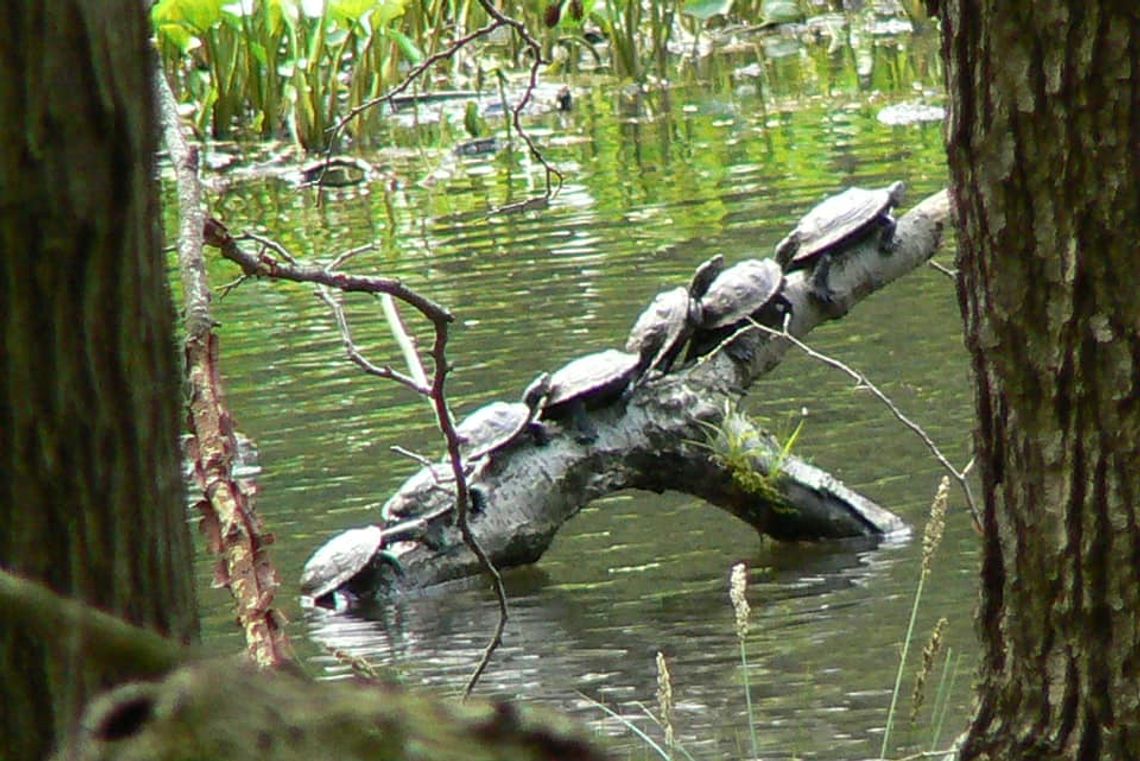 Żółwie błotne w oleśnickich lasach