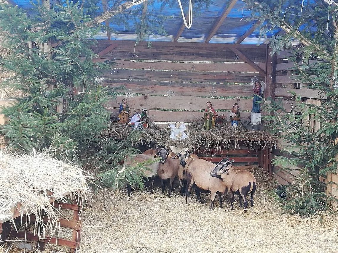 Żywa szopka w Poniatowicach przyciąga mieszkańców i turystów